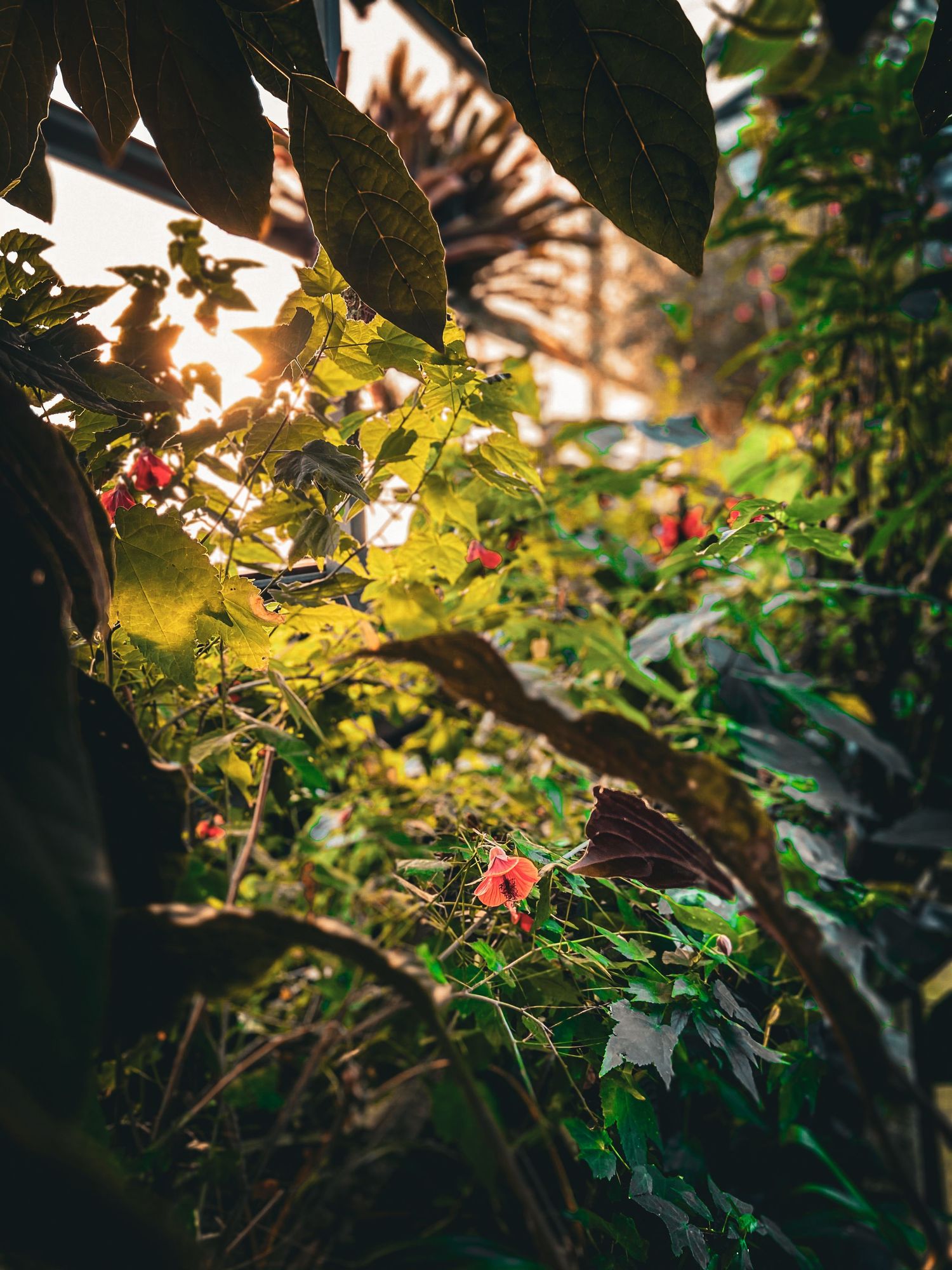 Sunlight filters through leaves and flowers in a lush garden setting.