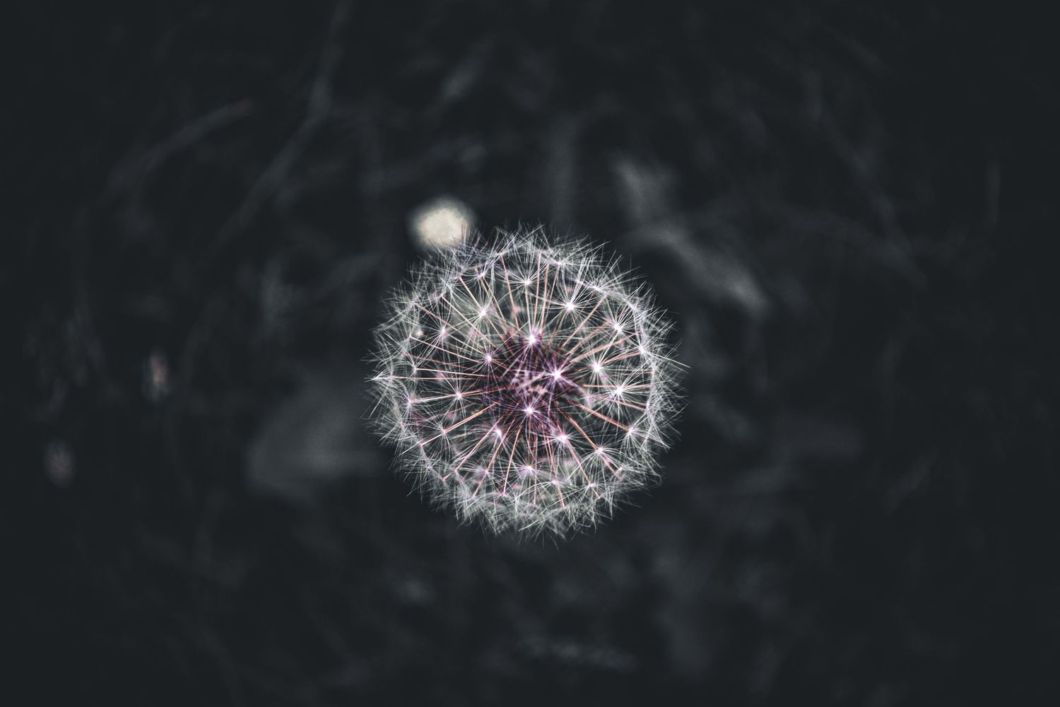 Series of delicate white dandelion seeds floating against a dark background.