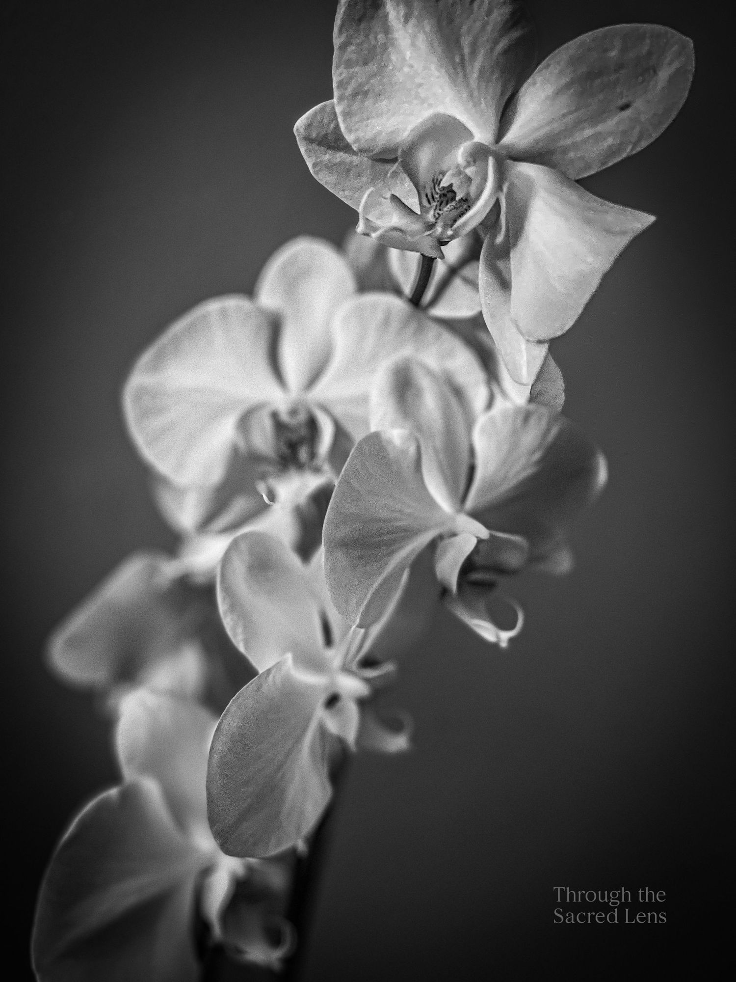 Elegant black and white macro photography series of delicate white orchid flowers against dark background.