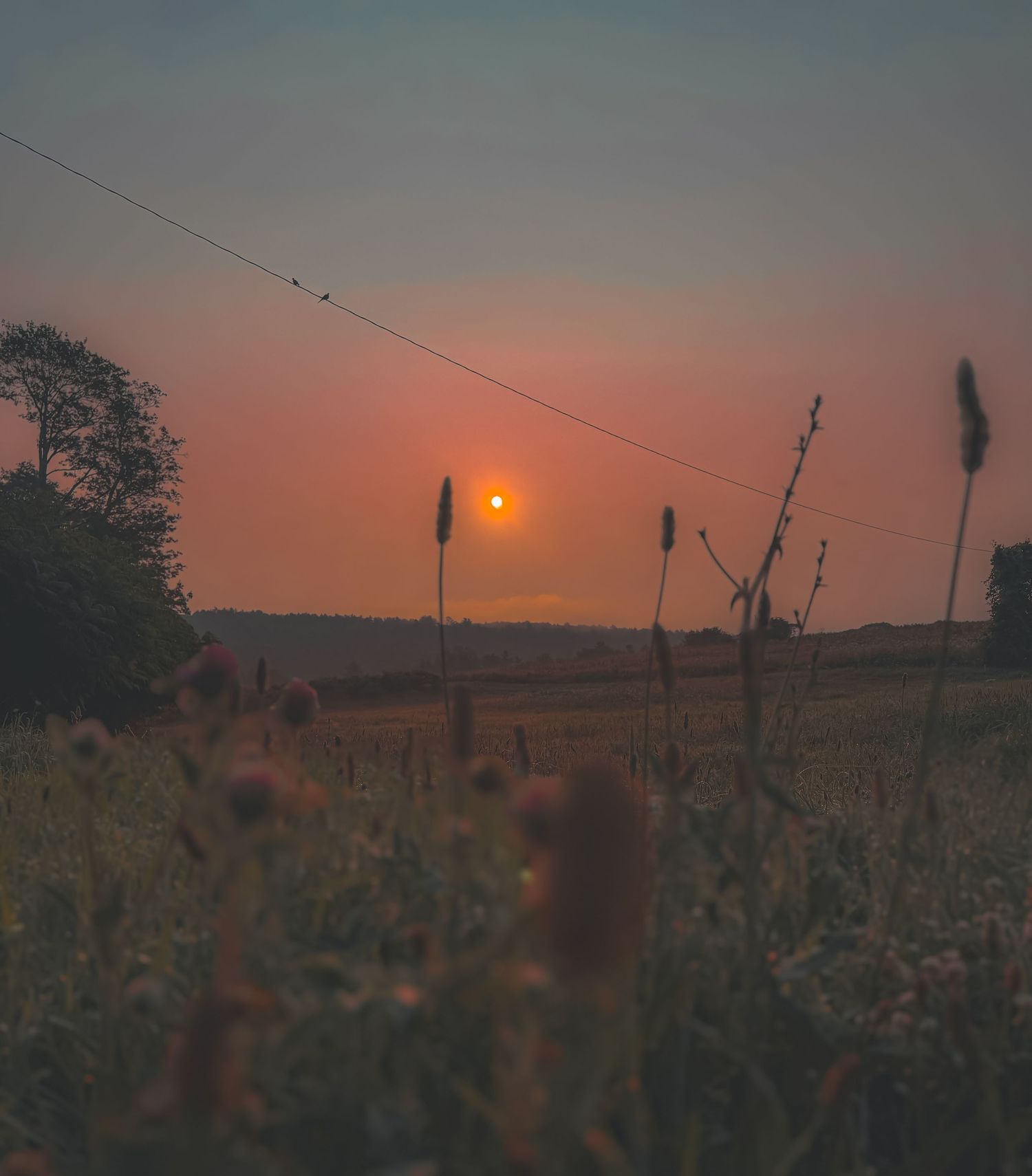 Silhouetted cattails against a warm orange sunset sky with power lines.