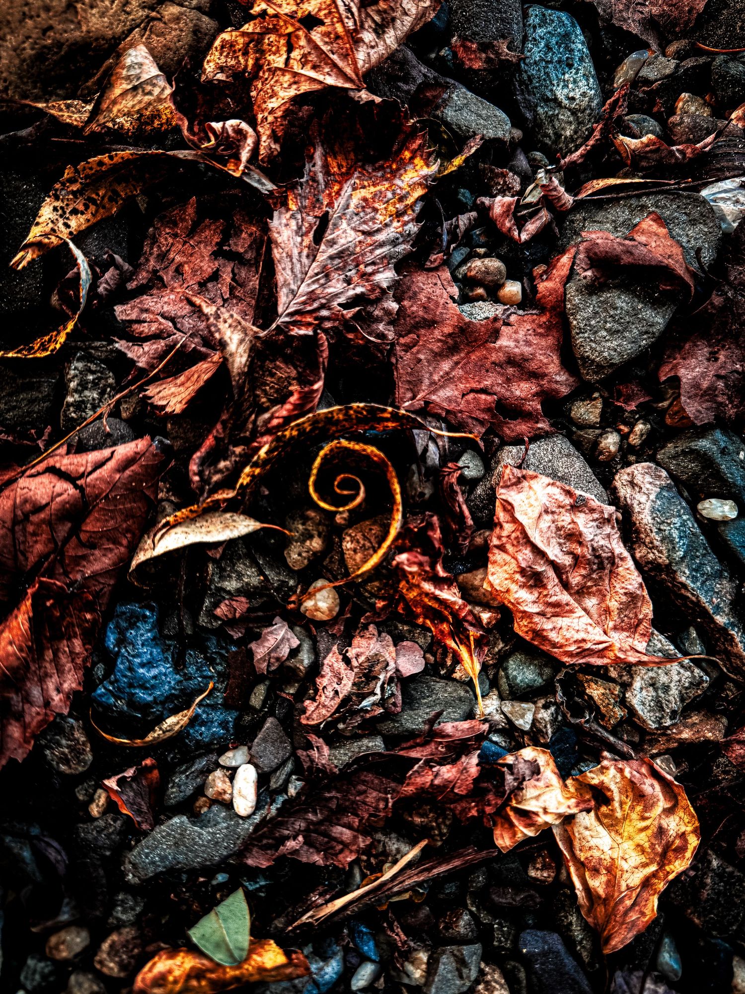 Close-up of wet autumn leaves in vibrant red and blue tones on dark ground.