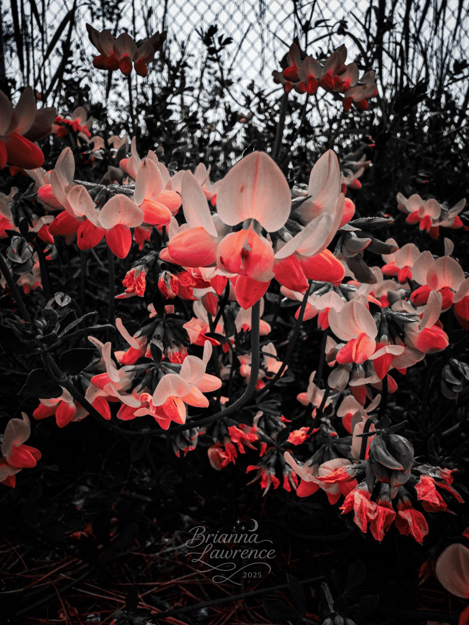 Delicate pink and red flowers glowing against a dark background with a dreamy, ethereal quality.