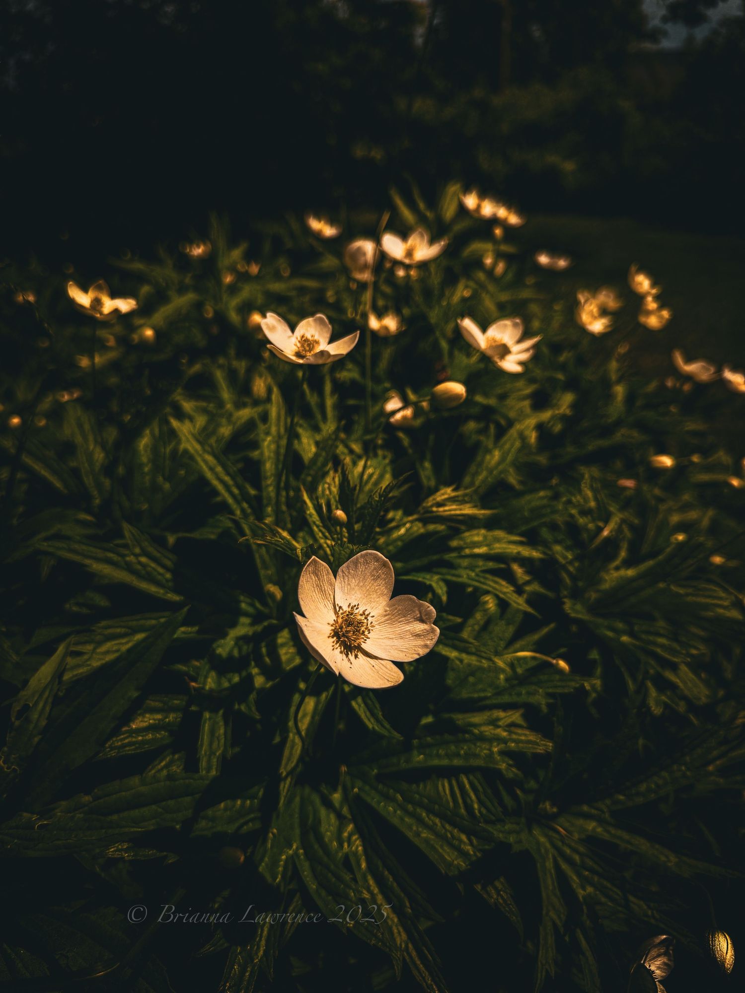 Wood anemone flowers glowing in golden light against dark forest floor.