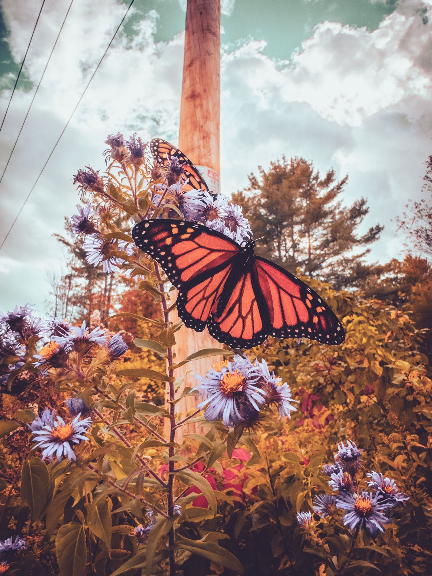 Monarch butterfly resting on purple asters against cloudy sky.