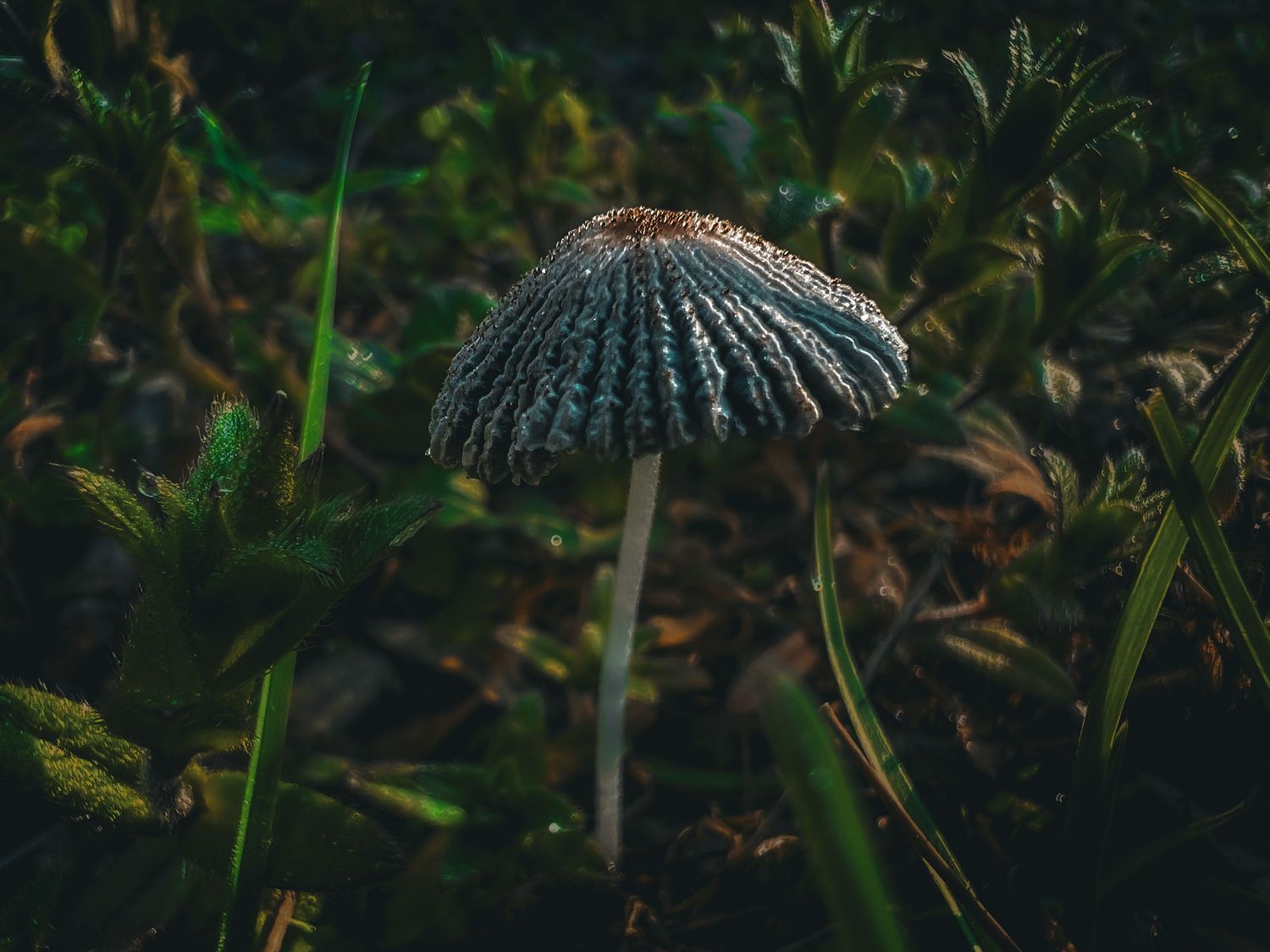 Close-up of a delicate mushroom with ribbed cap growing among green foliage.