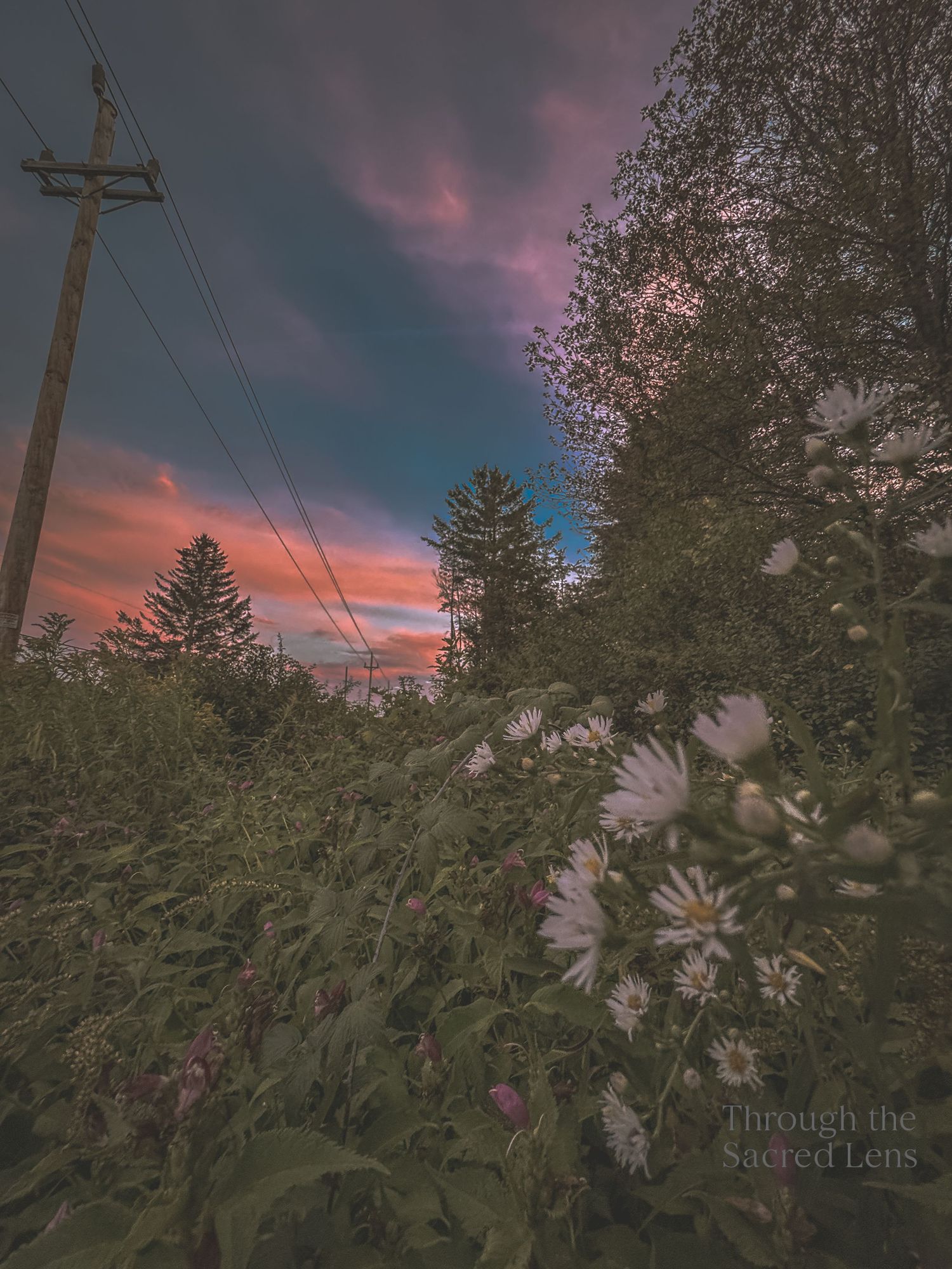 Pink sunset sky with silhouetted trees and power lines creating a moody atmospheric scene.