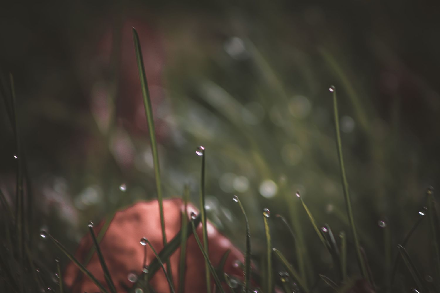 Dewdrops glistening on grass blades in soft morning light.