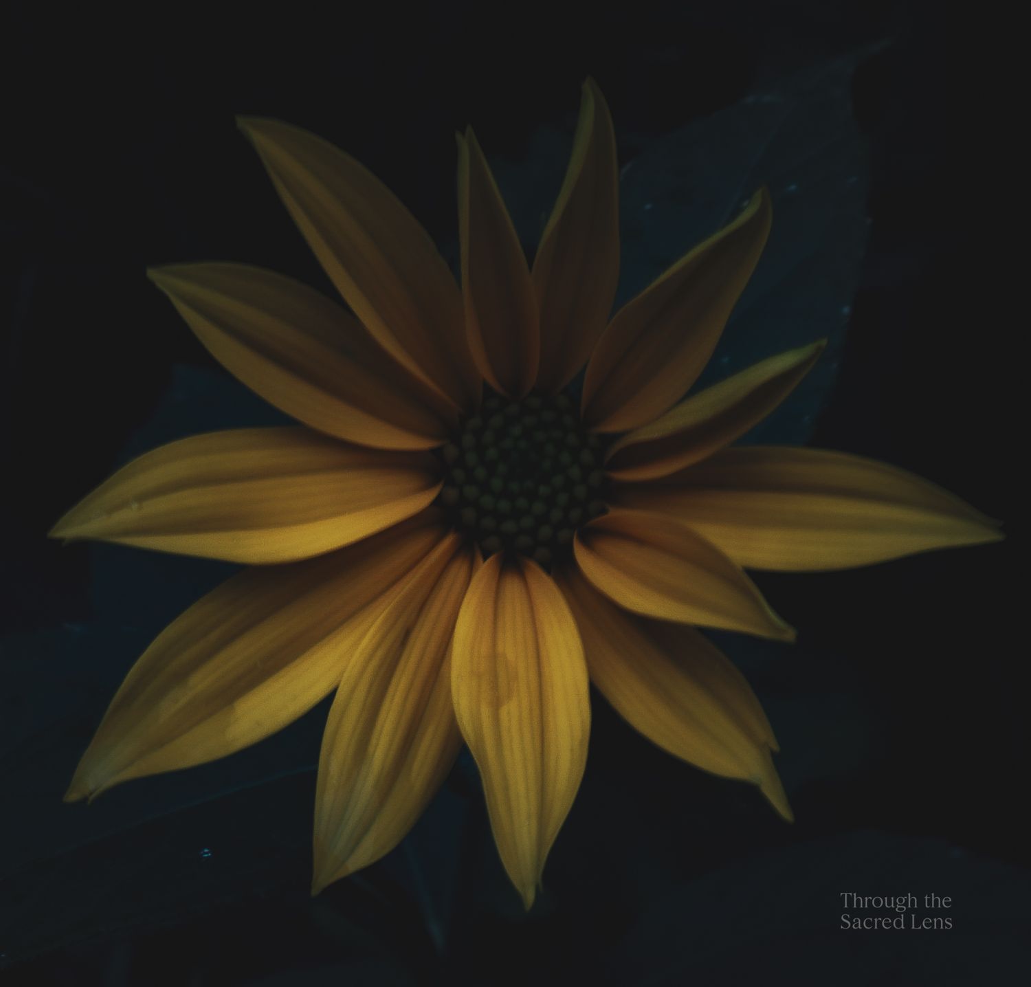 Close-up of a golden sunflower with dark petals against a moody black background.