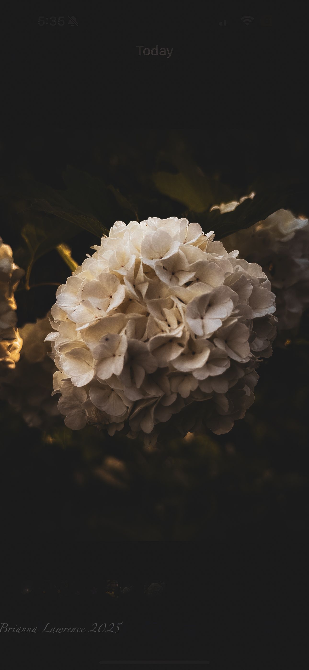 Delicate white hydrangea flowers bloom against a dark background in moody lighting.