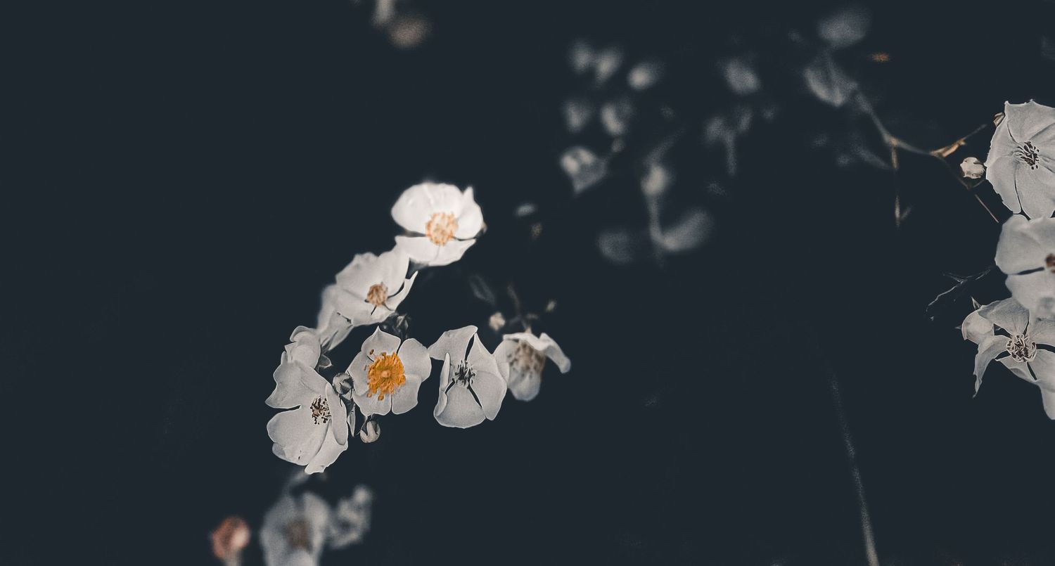 White cherry blossoms scattered against a dark moody background.