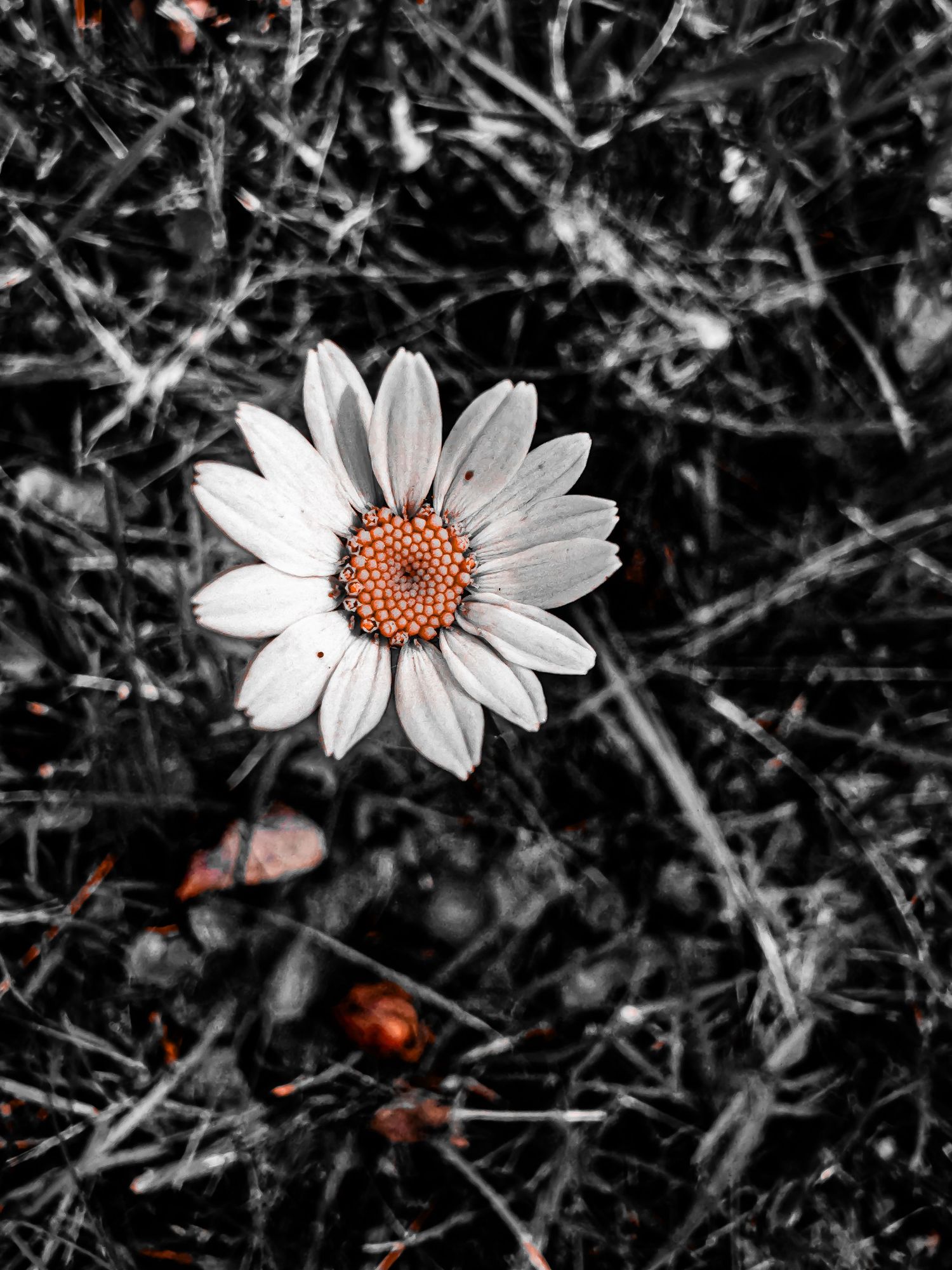 Single white daisy with orange center in selective color against black and white background.