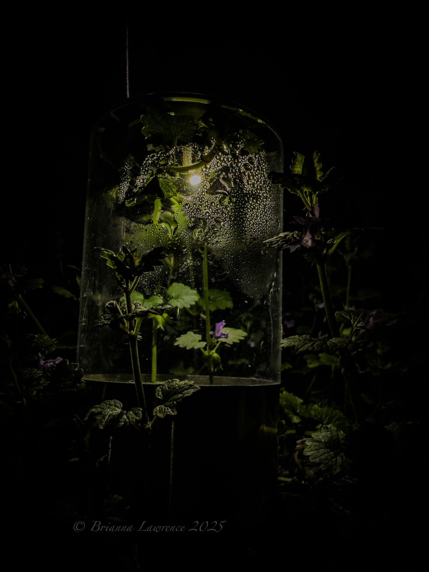Moody dark photograph of condensation on glass with green plants visible in shadows.