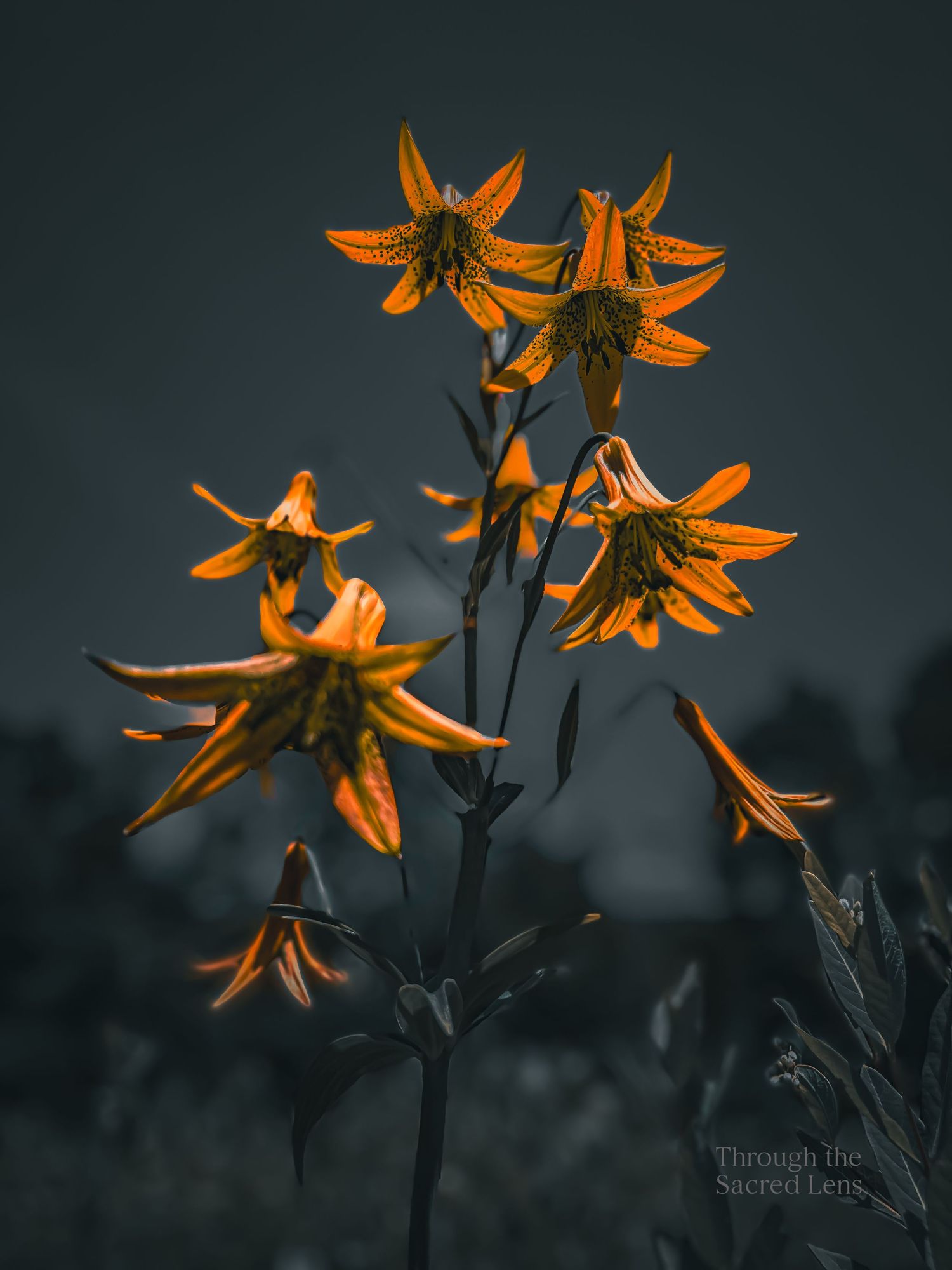 Orange tiger lilies blooming against a moody dark background.