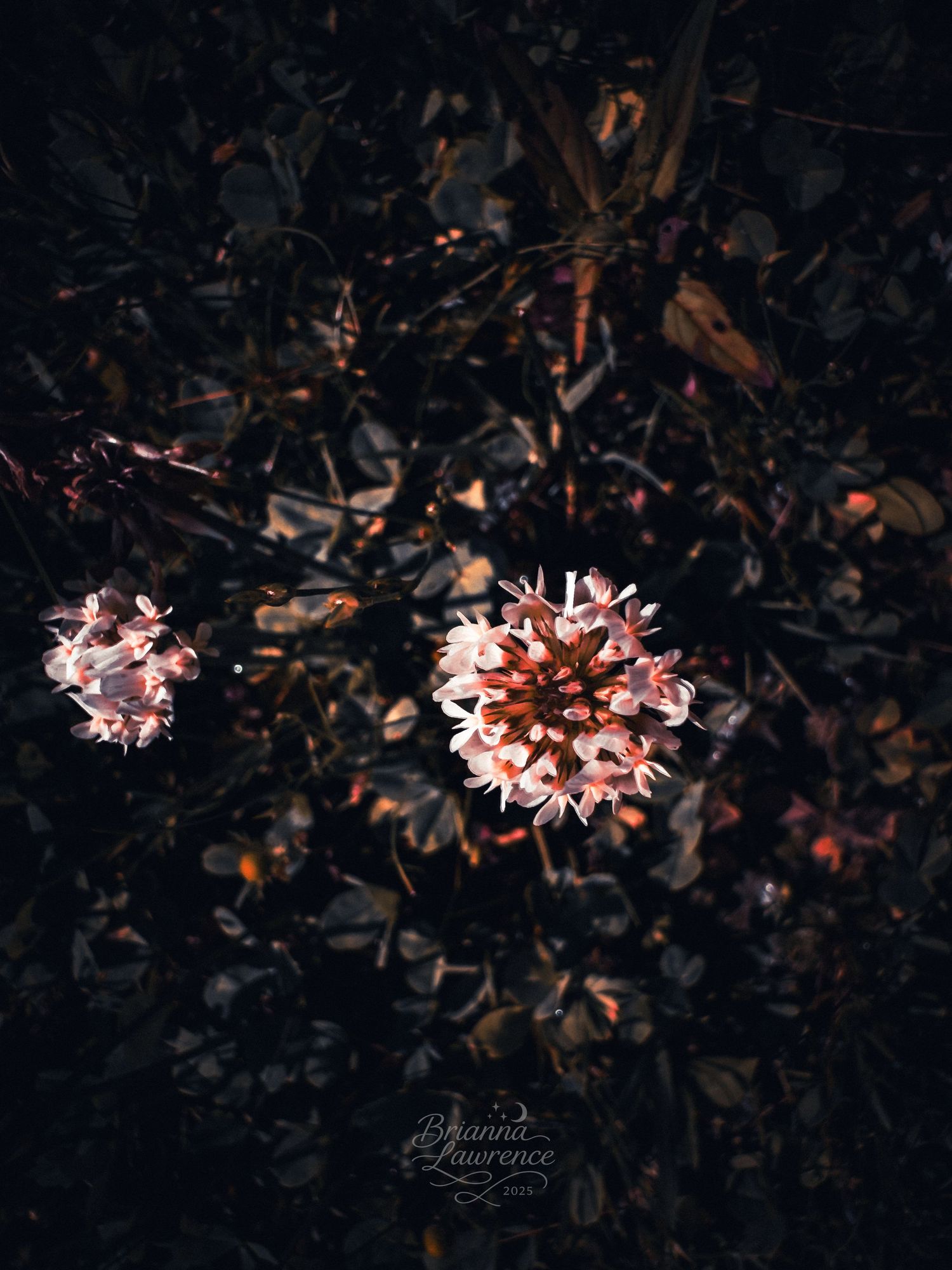 Two pink flower clusters glowing against dark foliage in dramatic night lighting.