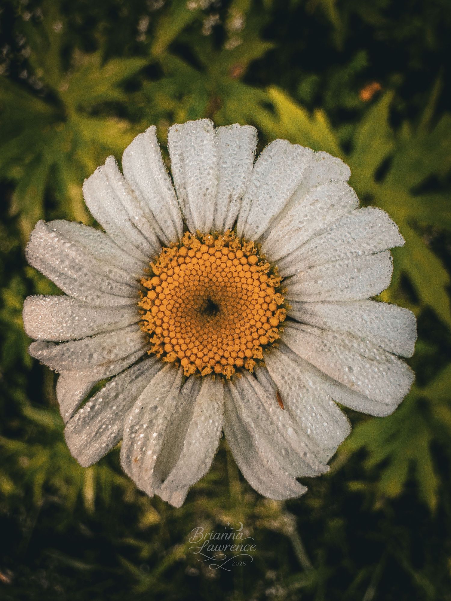 Close-up of a white daisy flower with water droplets on its petals against a green background.