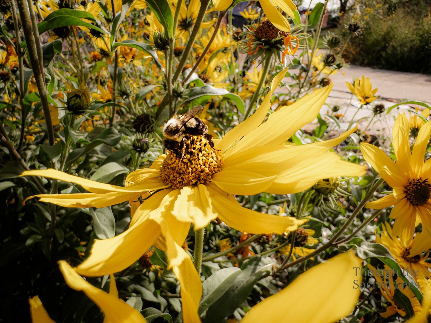 Yellow sunflower with a bee collecting pollen on a bright sunny day.