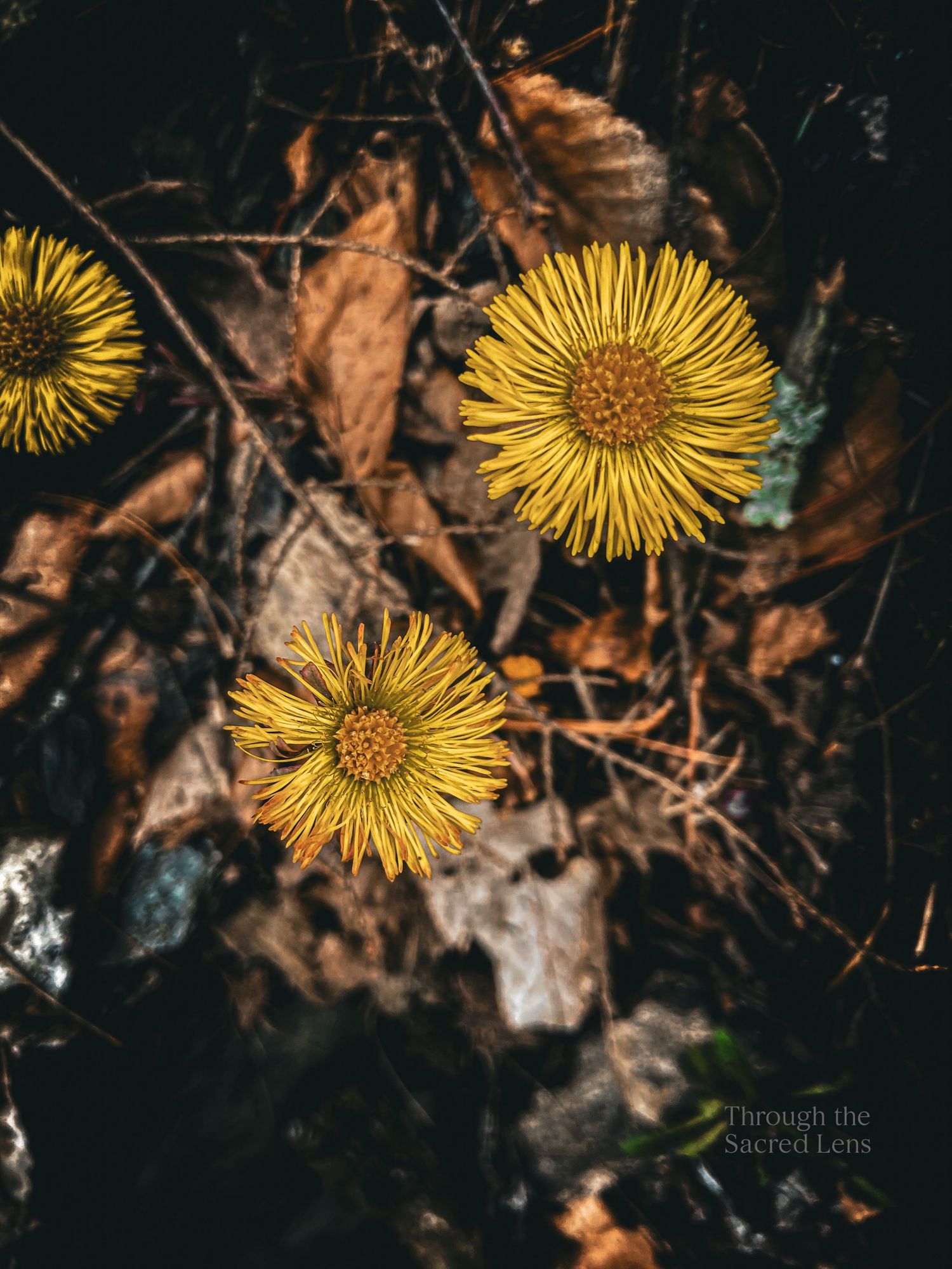 Three bright yellow flowers against dark autumn leaves and forest floor.
