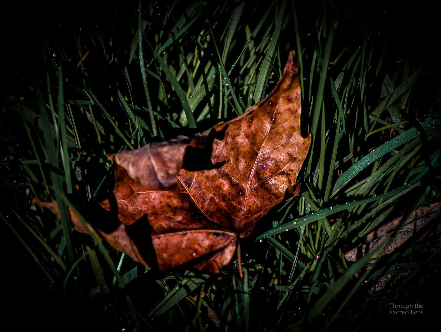 Macro shot of autumn leaves in grass with dramatic lighting and dark background.