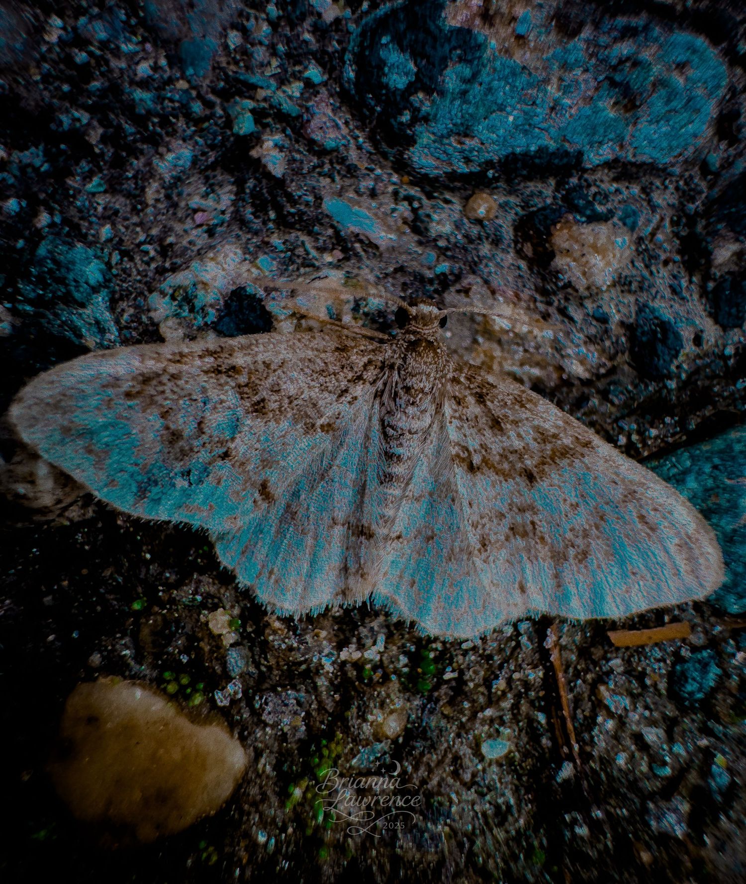 Ethereal blue moth photographed against textured dark rock surface.
