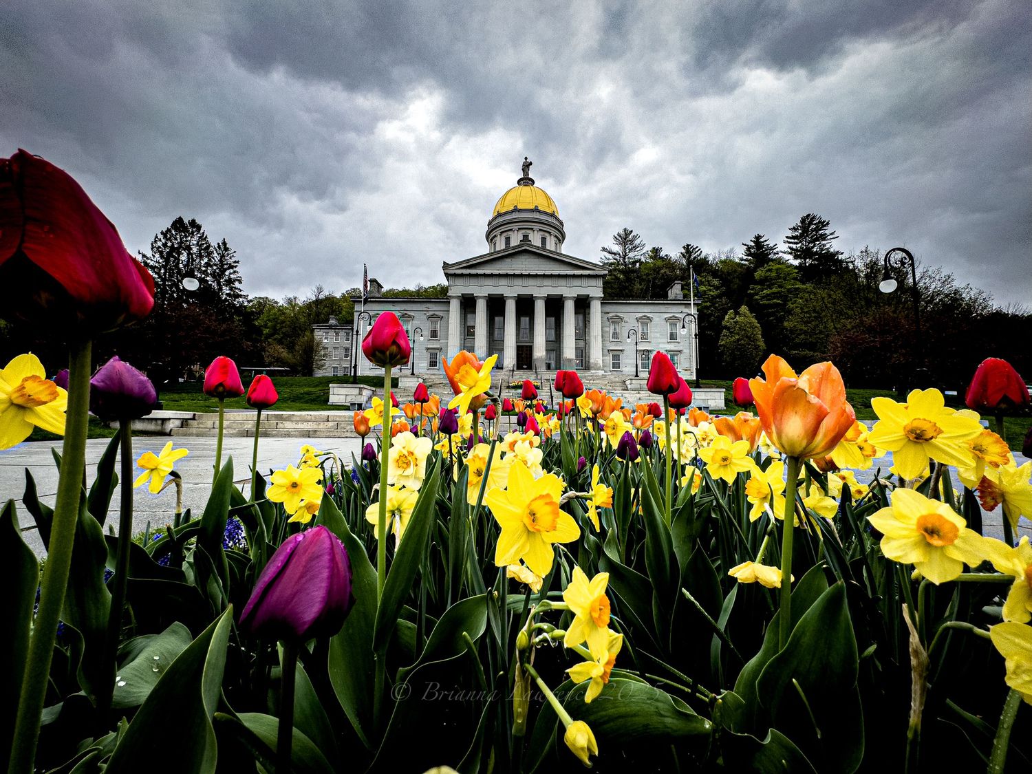 Colorful daffodils and tulips bloom in front of a state building with a golden dome on a cloudy spring day.