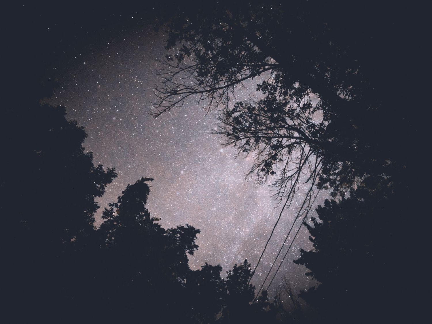 Silhouetted tree branches frame a starry night sky with power lines crossing the frame.