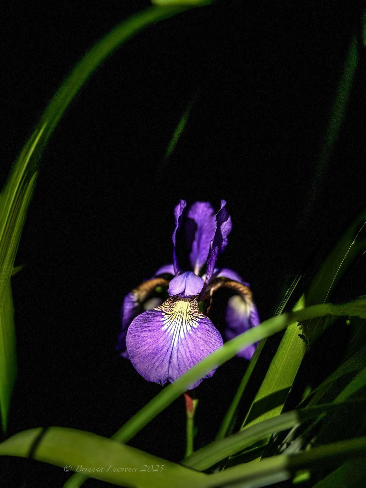 Purple iris flowers with green stems emerging from darkness in dramatic lighting.