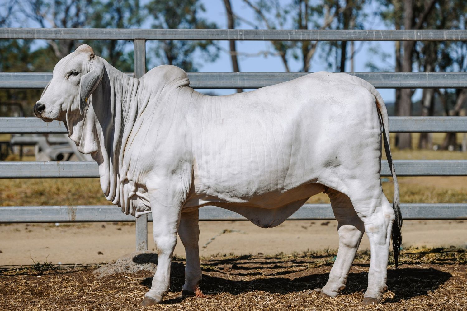 White Brahman bull standing in a cattle yard pen, showcasing its muscular build and characteristic hump.