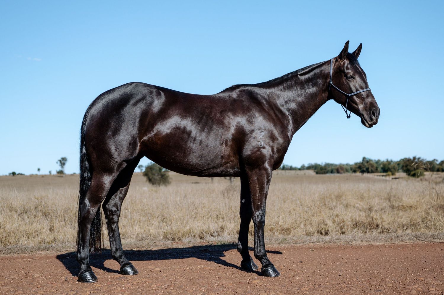 A sleek black thoroughbred horse standing in profile on red dirt with dry grassland and blue sky backdrop.
