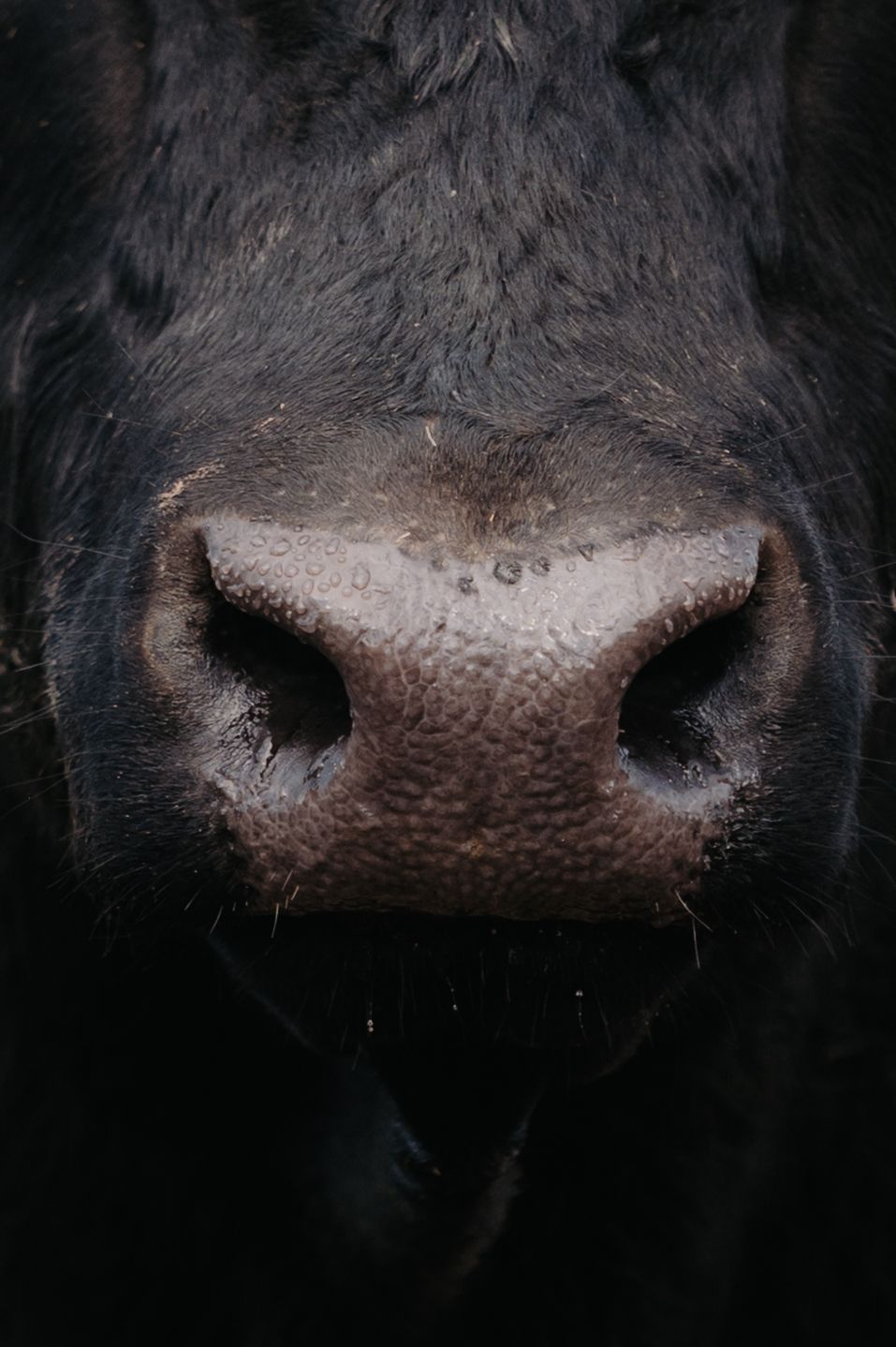 Close-up macro photo of a black cow's wet nose, showing detailed textured skin and nostrils against dark background.