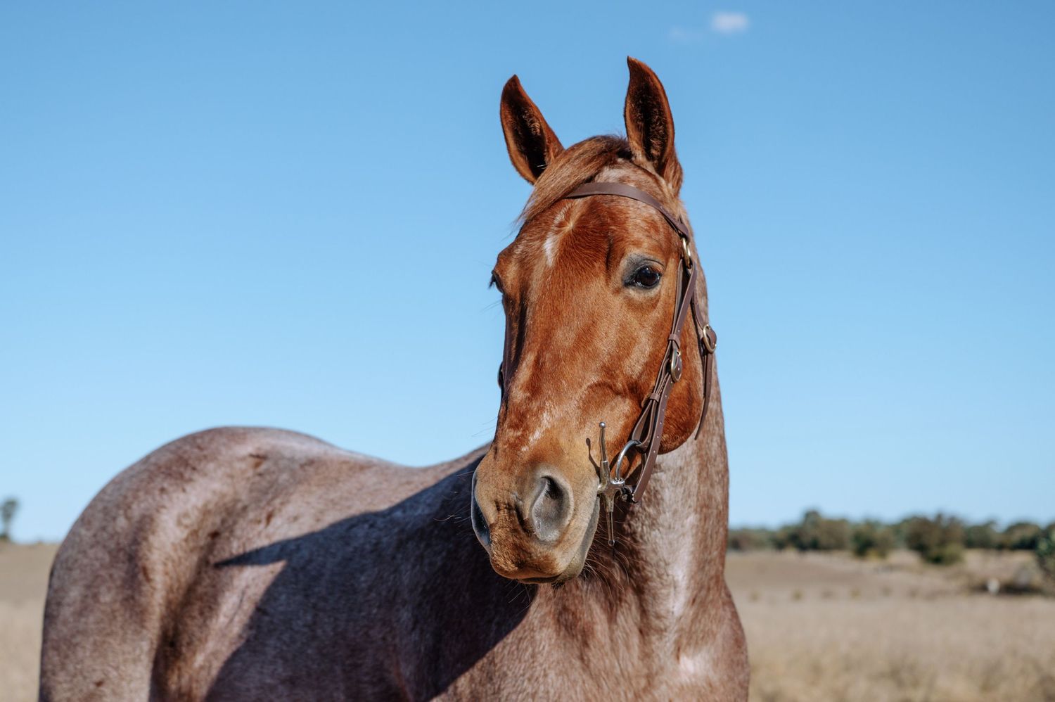A chestnut brown horse wearing a bridle stands in a dry field under a clear blue sky.