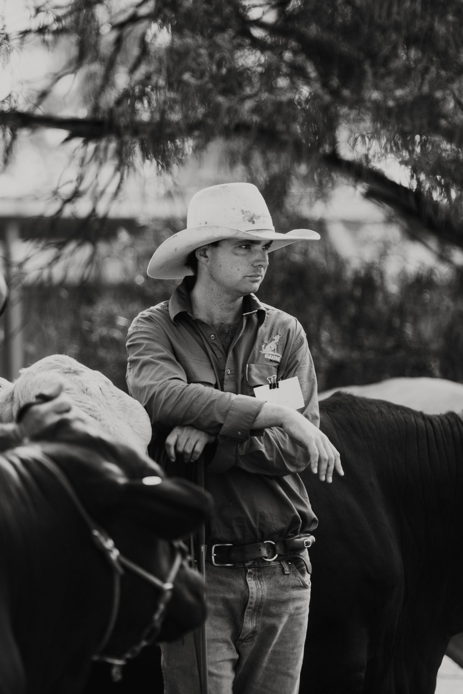 Black and white photo of a cowboy in a hat leaning on cattle at a ranch.