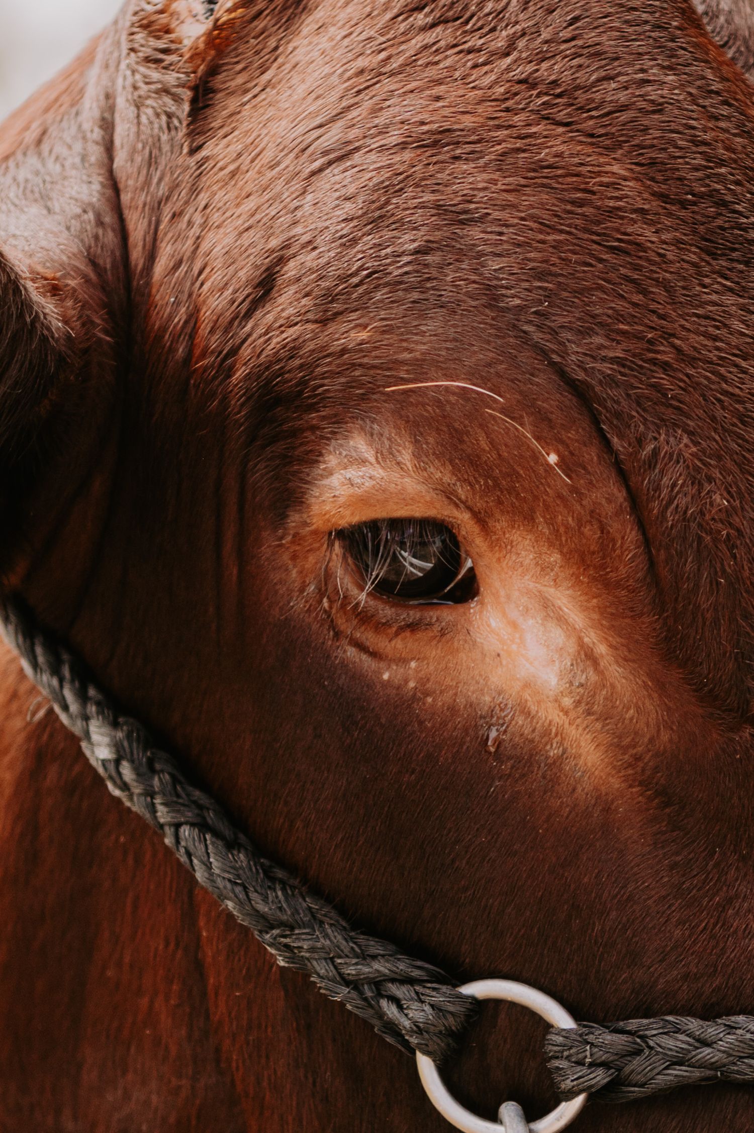 Close-up of a brown horse's eye with a braided rope halter, showcasing the animal's gentle expression.