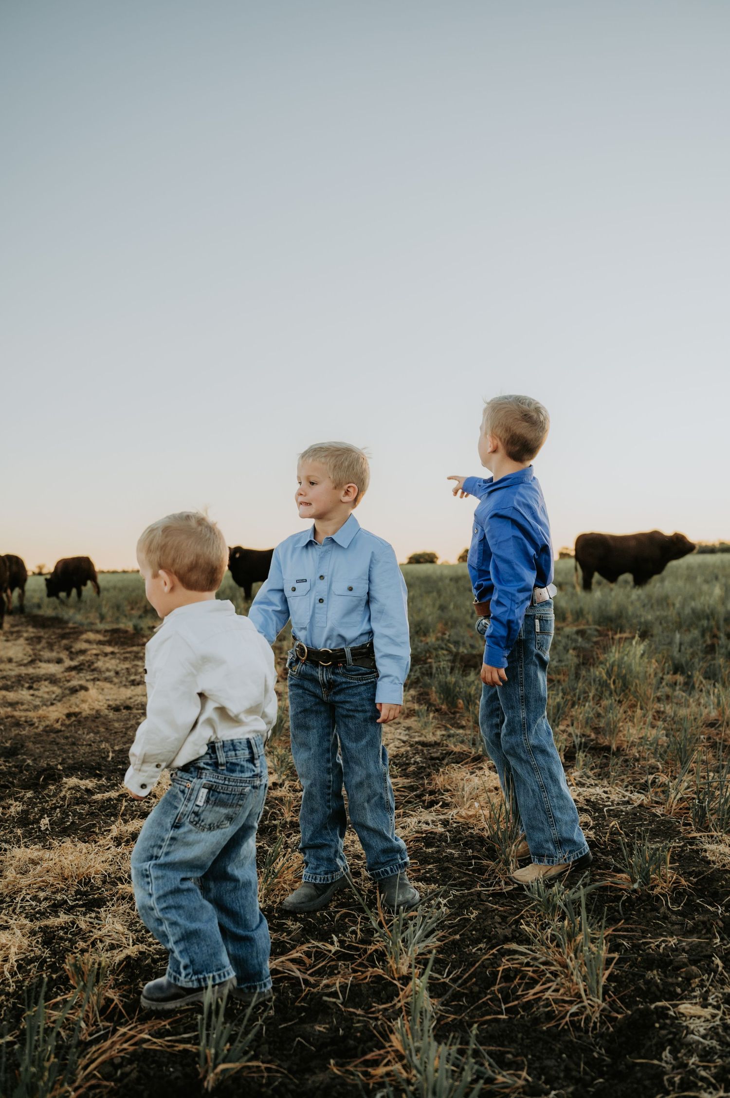 Three young boys in blue shirts and jeans stand in a field with black cattle grazing at sunset.