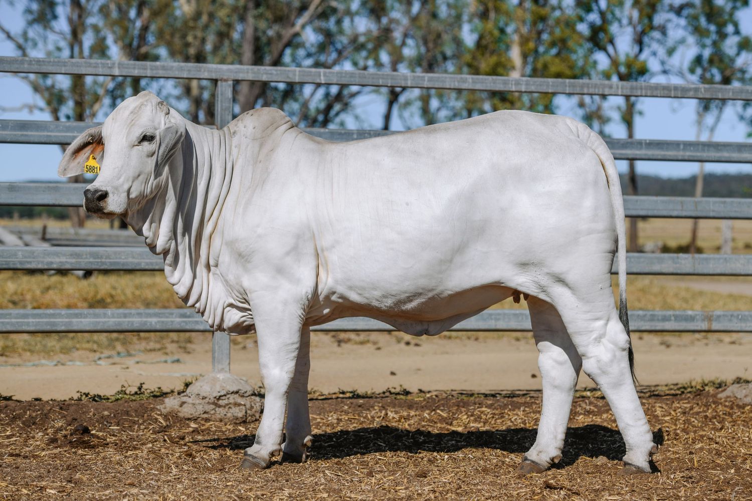A large white Brahman bull standing in a farm pen on dirt ground with metal fencing and trees in the background.