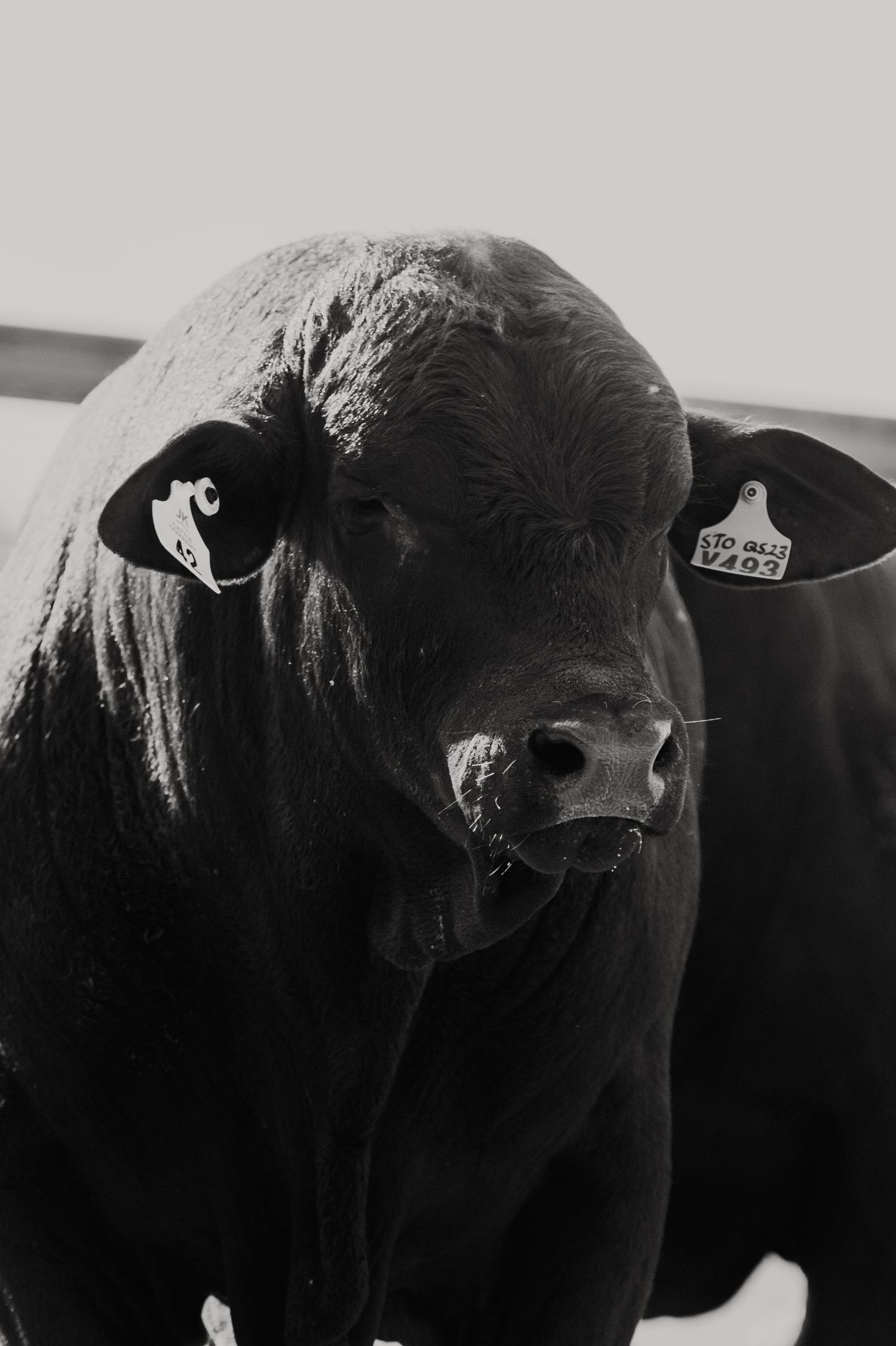 Black and white portrait of a large black Angus bull with ear tags, facing the camera in a powerful stance.