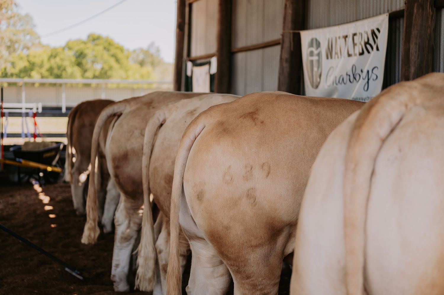 Row of cattle lined up in a farm shed with a handwritten sign visible in the background.