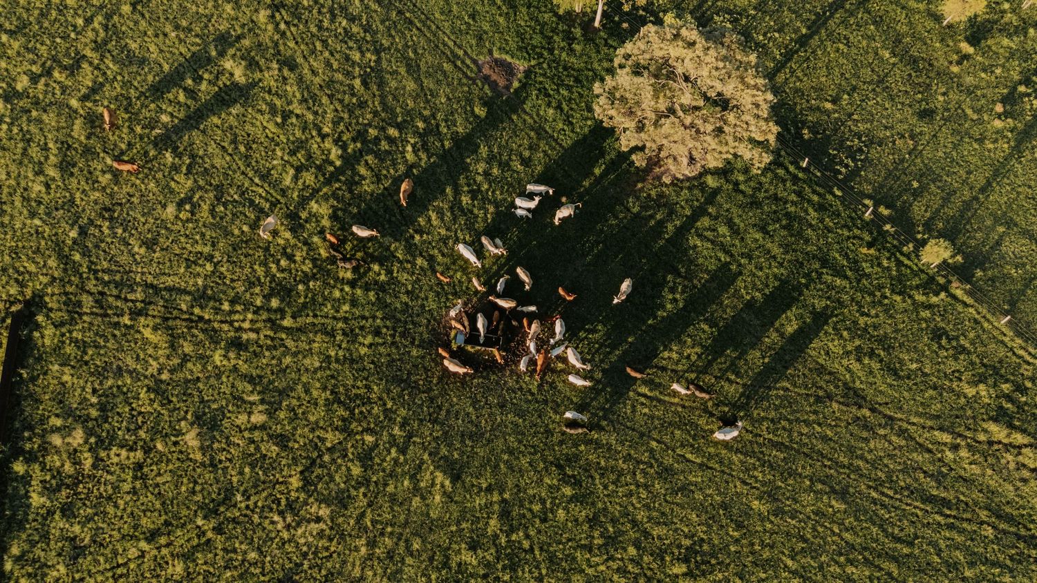 Aerial view of cattle gathered under a tree in lush green fields, casting long shadows on the grass below.
