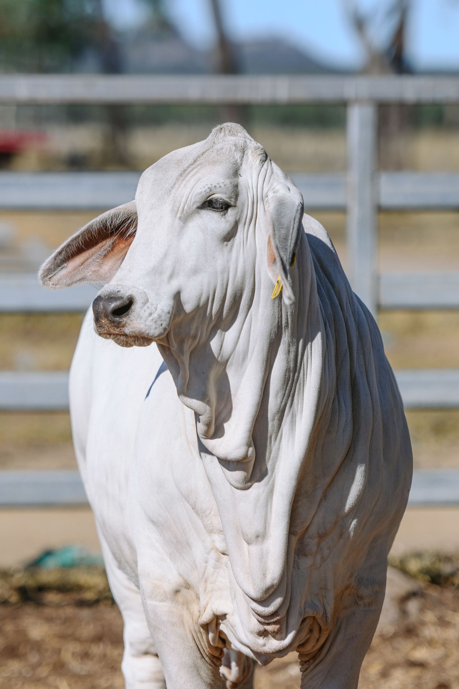 White Brahman cow standing in a farm pen, showing distinctive loose skin and ear tag in sunny outdoor setting.