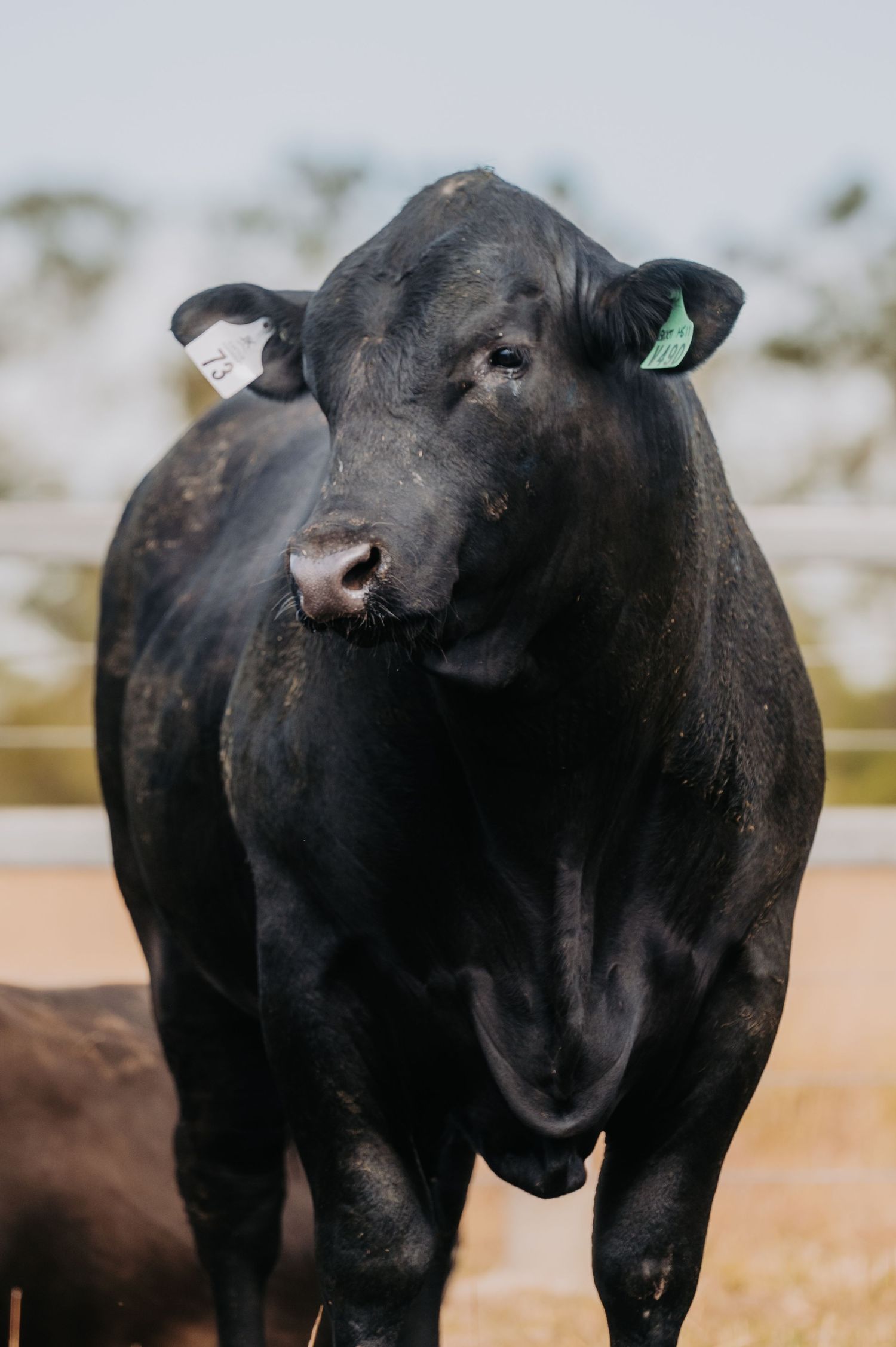 A large black Angus bull with ear tags stands in a farm enclosure, facing the camera.