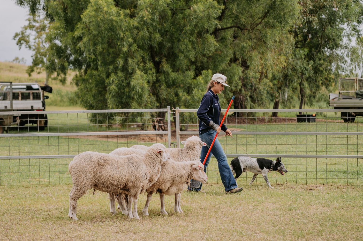 Farmer herding sheep with a border collie dog in a green paddock with trees and farm fence.