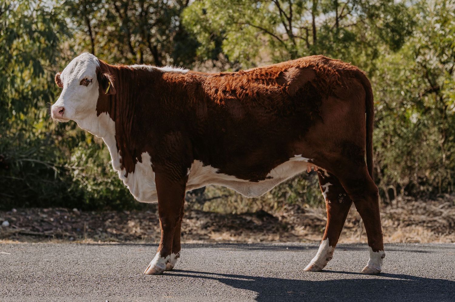 A brown and white Hereford cow standing on a paved road with green trees in the background.