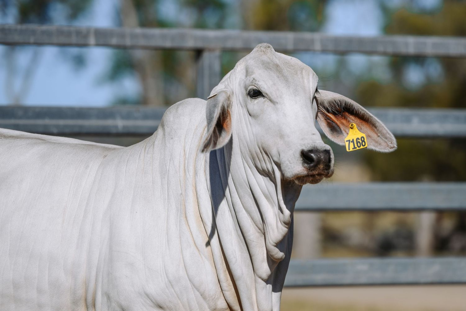 Close-up portrait of a white Brahman cow with distinctive ears and tag against metal fence.