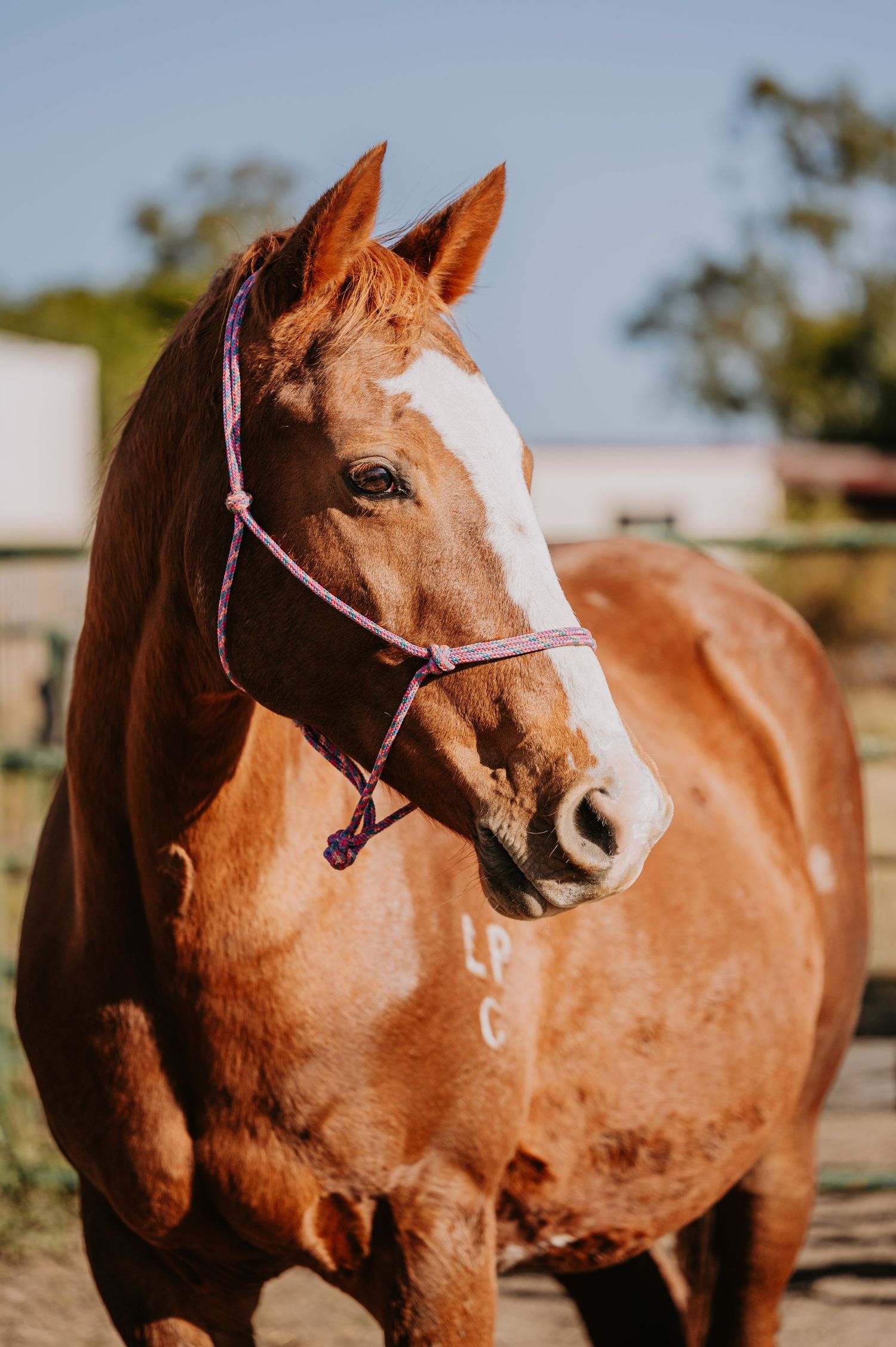 A chestnut horse with a white blaze wearing a purple halter stands in a sunny outdoor paddock.