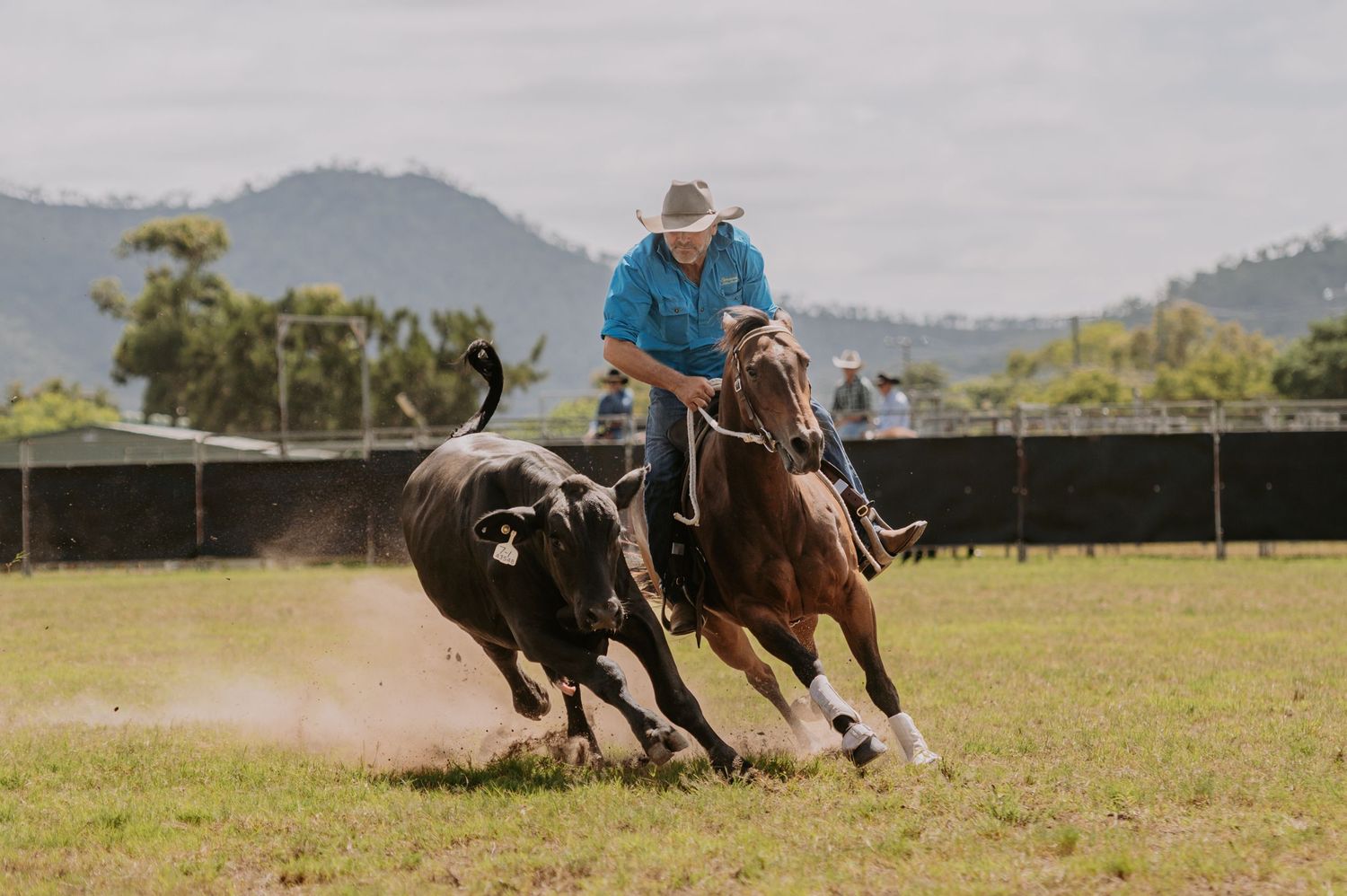 Cowboy on brown horse chasing black bull during rodeo event on grass field with mountains in background.