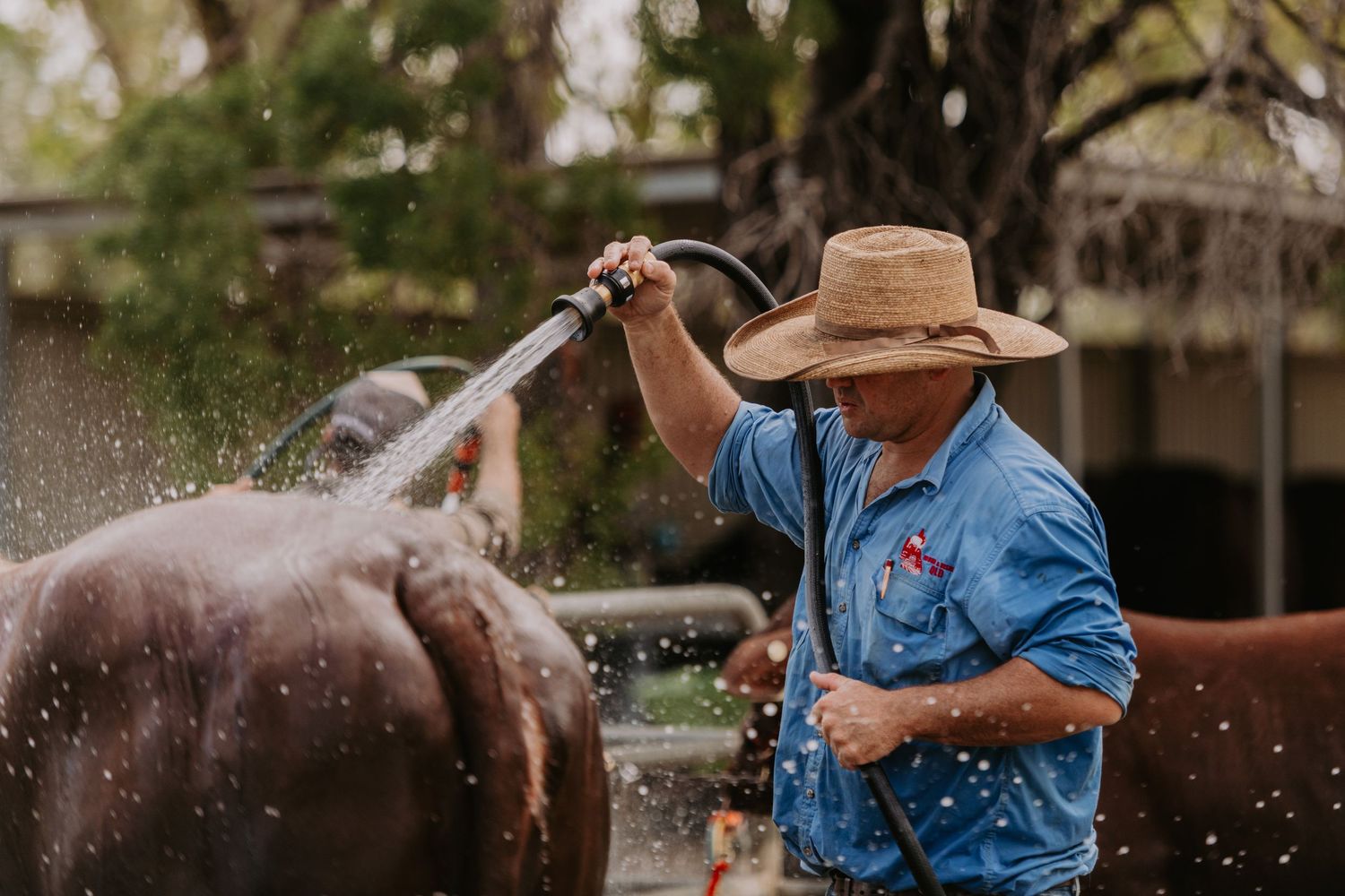 A farmer in a straw hat hosing down a brown horse on a rural property.