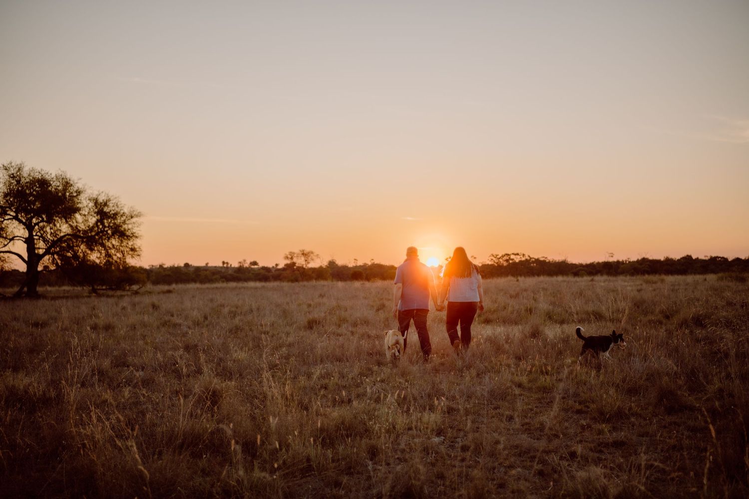 Two people and a dog walk hand-in-hand across a golden field at sunset.