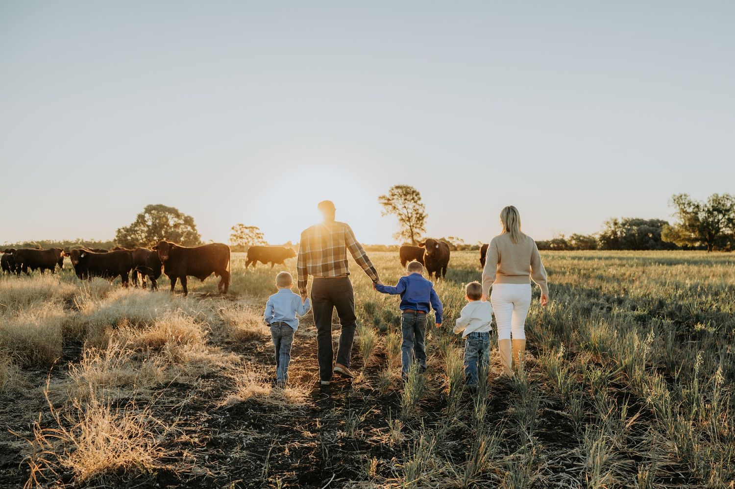 Family holding hands walking toward cattle in a golden sunset field on a rural farm.