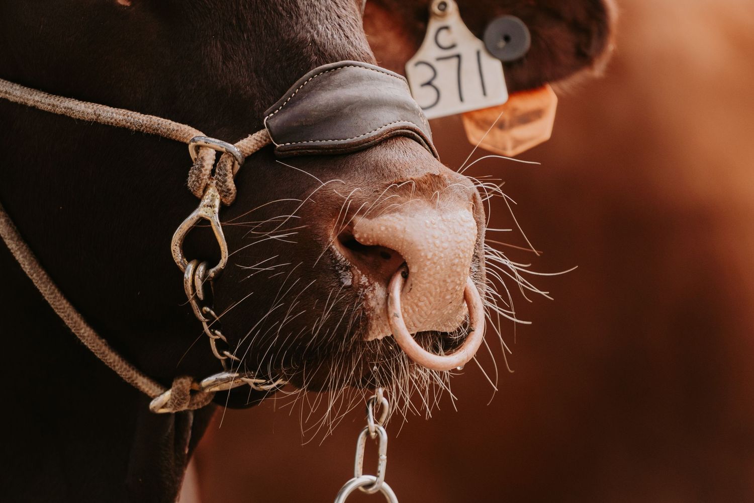Close-up of a brown cow's nose with a halter and ear tag numbered 371.