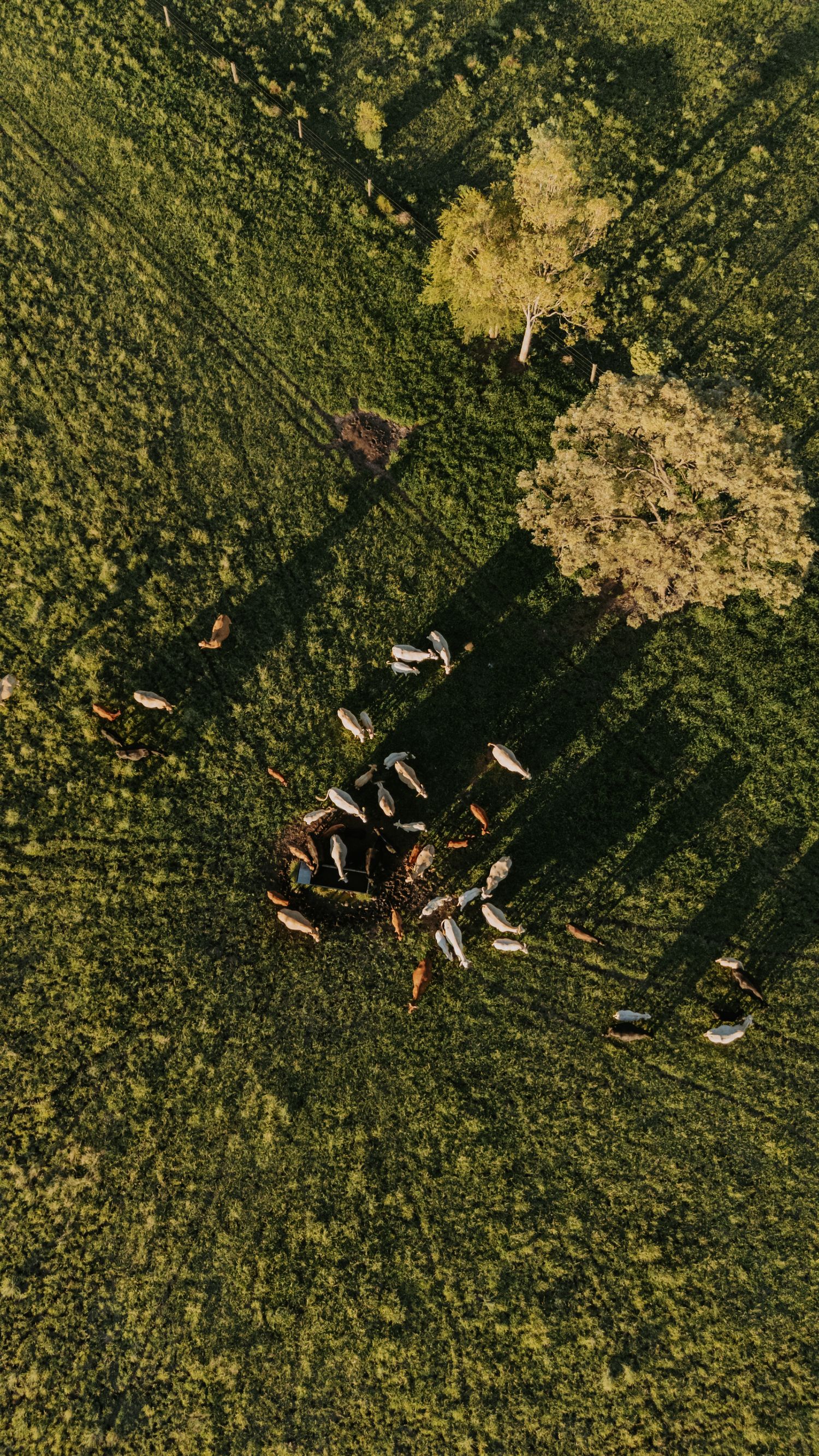 Aerial drone view of a cattle herd grazing on lush green pasture with long shadows and scattered trees.