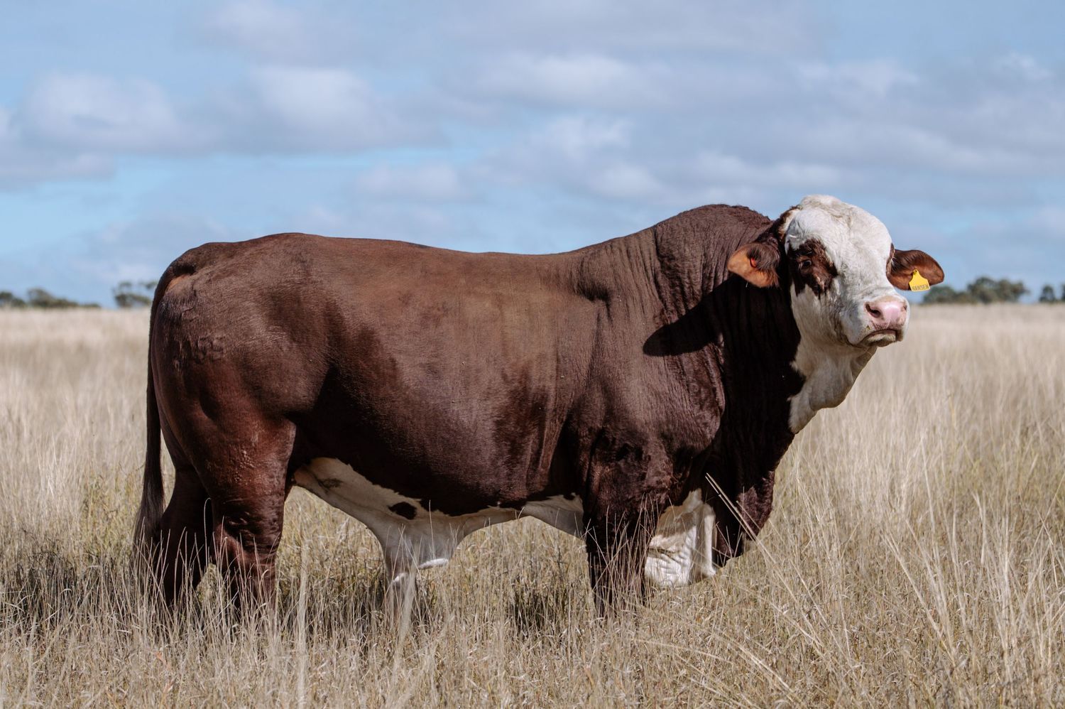 Large brown and white Hereford bull standing in dry golden grassland under a partly cloudy sky.